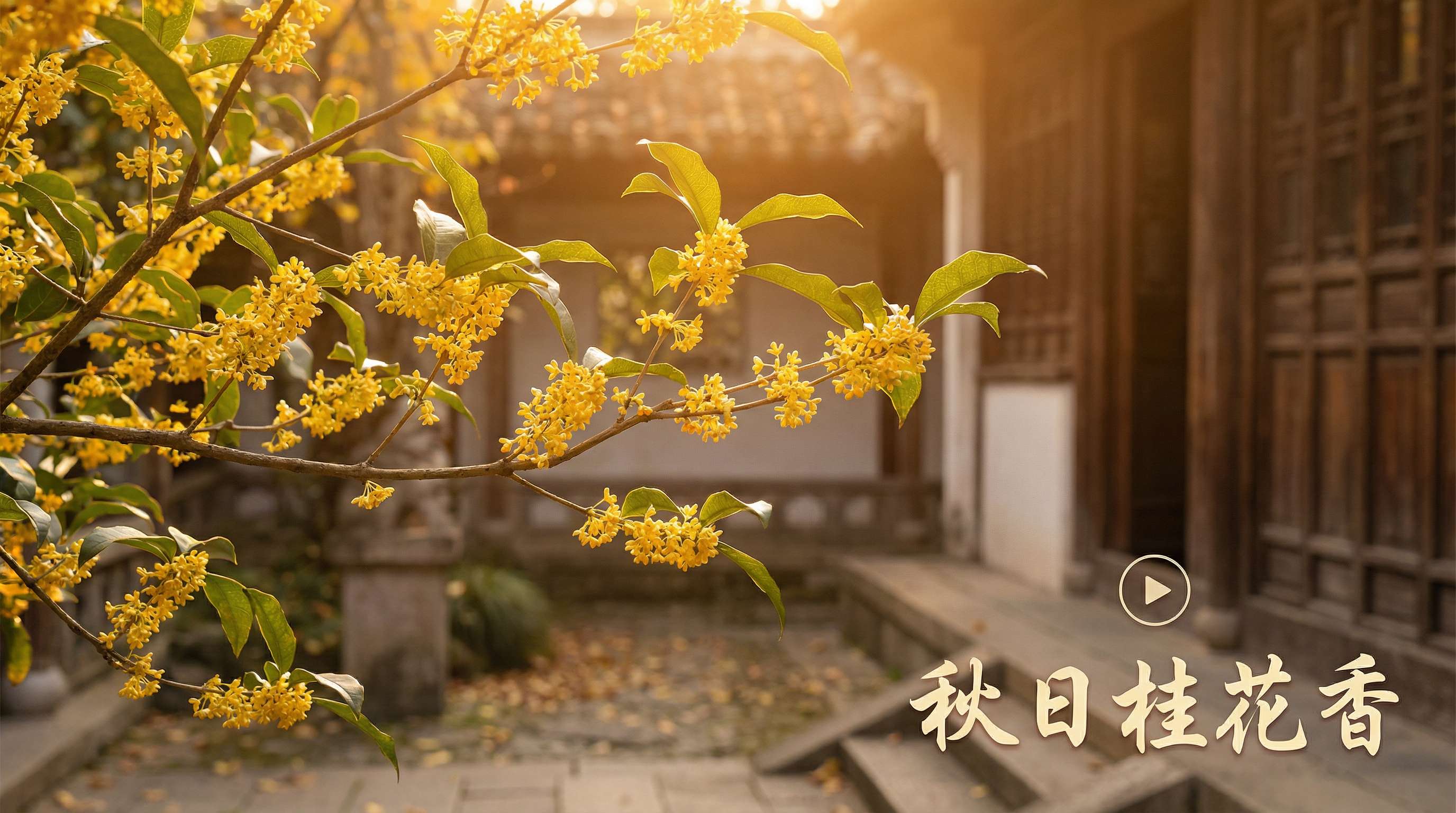 抖阴桂花视频